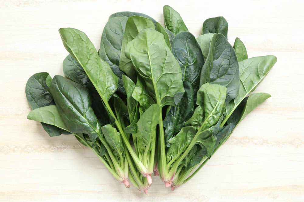 ホウレンソウ 【エクストリーム (TSX-712)】 超立性で作業性良好な秋