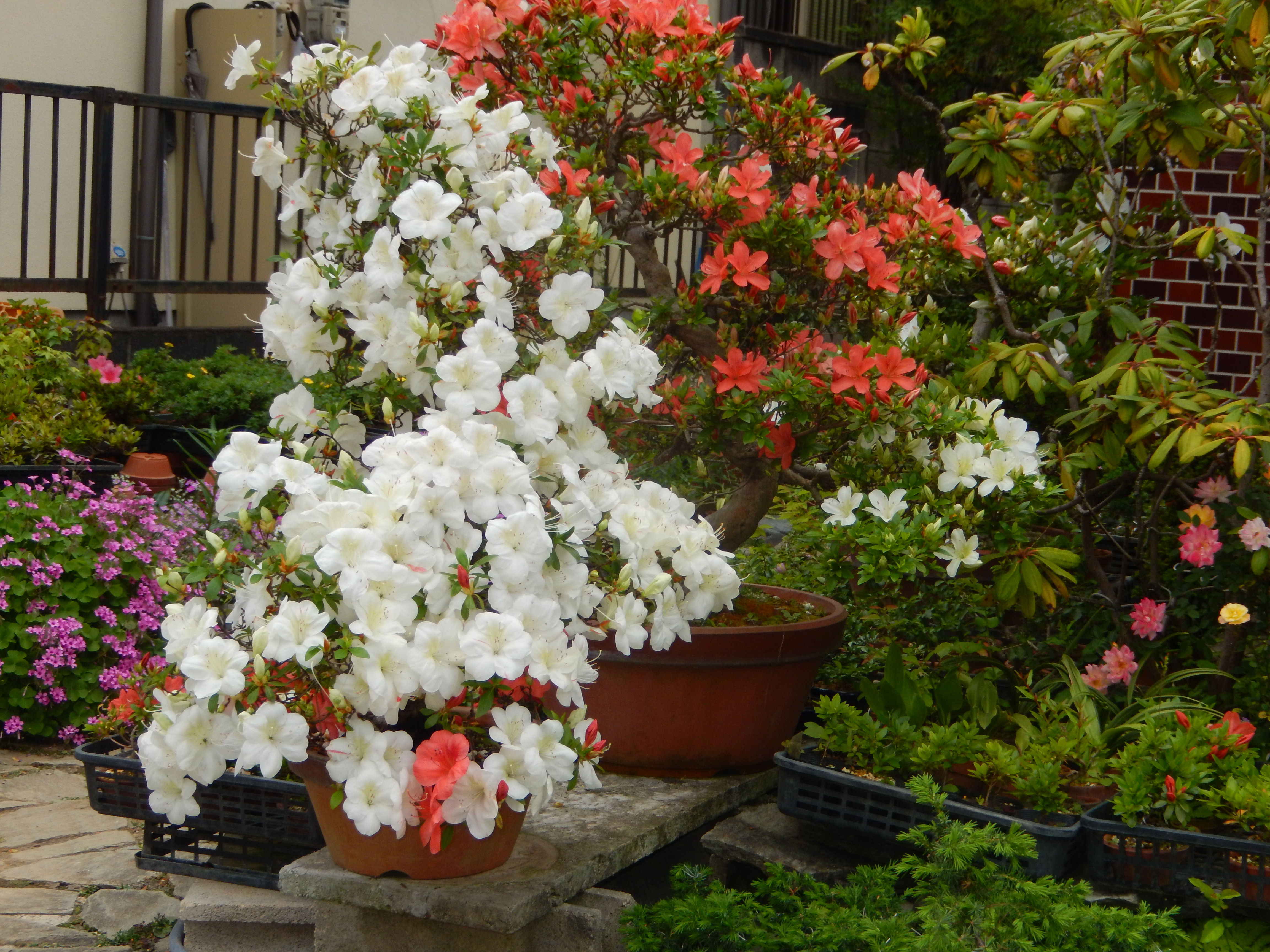 サツキ 皐月盆栽 鹿沼 花木 栃木｜東京盆栽 a-masa-103satuki2013hana