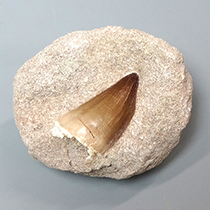 モササウルスの歯｜化石販売・鉱物販売の東京サイエンス