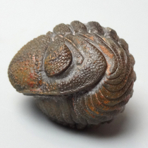 三葉虫（Phacops）｜化石販売・鉱物販売の東京サイエンス