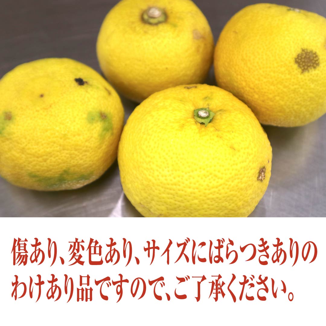まとめ買いでお得】香りを楽しむ！「わけあり黄ゆず」10kg | 高知野菜