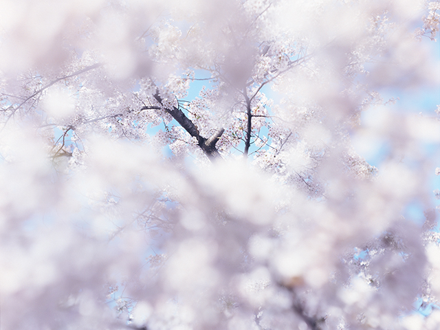 Botanical Books8桜を撮る一期一会のまなざし『SAKURA』 - NOEVIR