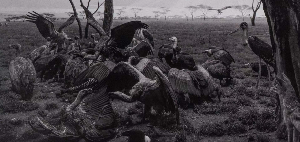 Hyena?Jackal?VultureHyena?Jackal?Vulture|杉本博司Hiroshi Sugimoto