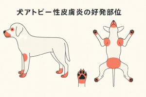 犬アトピー性皮膚炎について