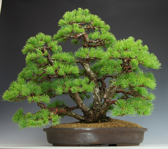 那須五葉松（株立ち） - 米谷大蓉園