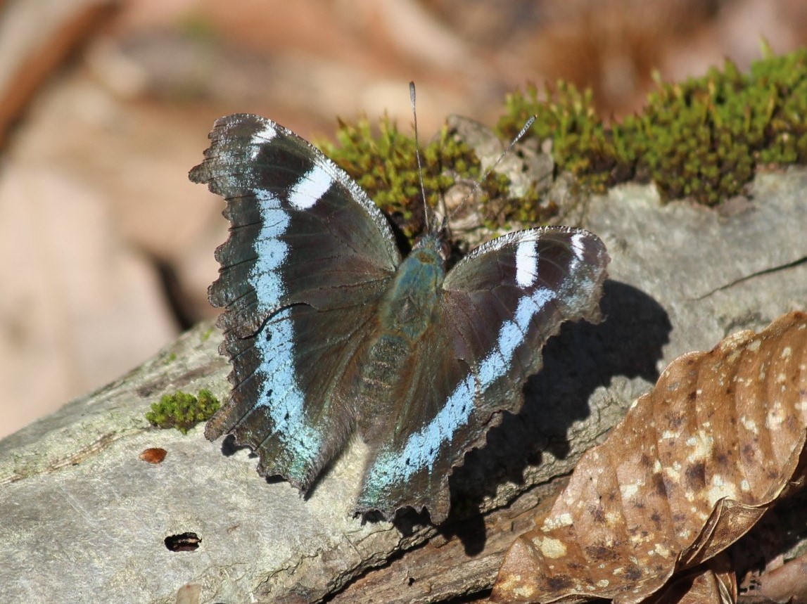 ルリタテハ | 但馬の情報発信ポータルサイト「但馬情報特急」