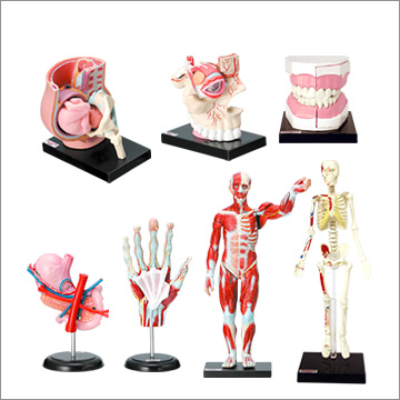 TFC 原色人体解剖図鑑Ⅱ完全版｜商品情報｜タカラトミーアーツ