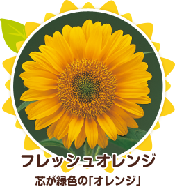 サンリッチひまわり品種紹介 | サンリッチひまわり｜花に関する