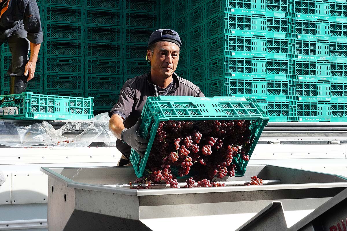 オレンジワイン、DelaGris2024の仕込み | 丹波ワイン四季情報