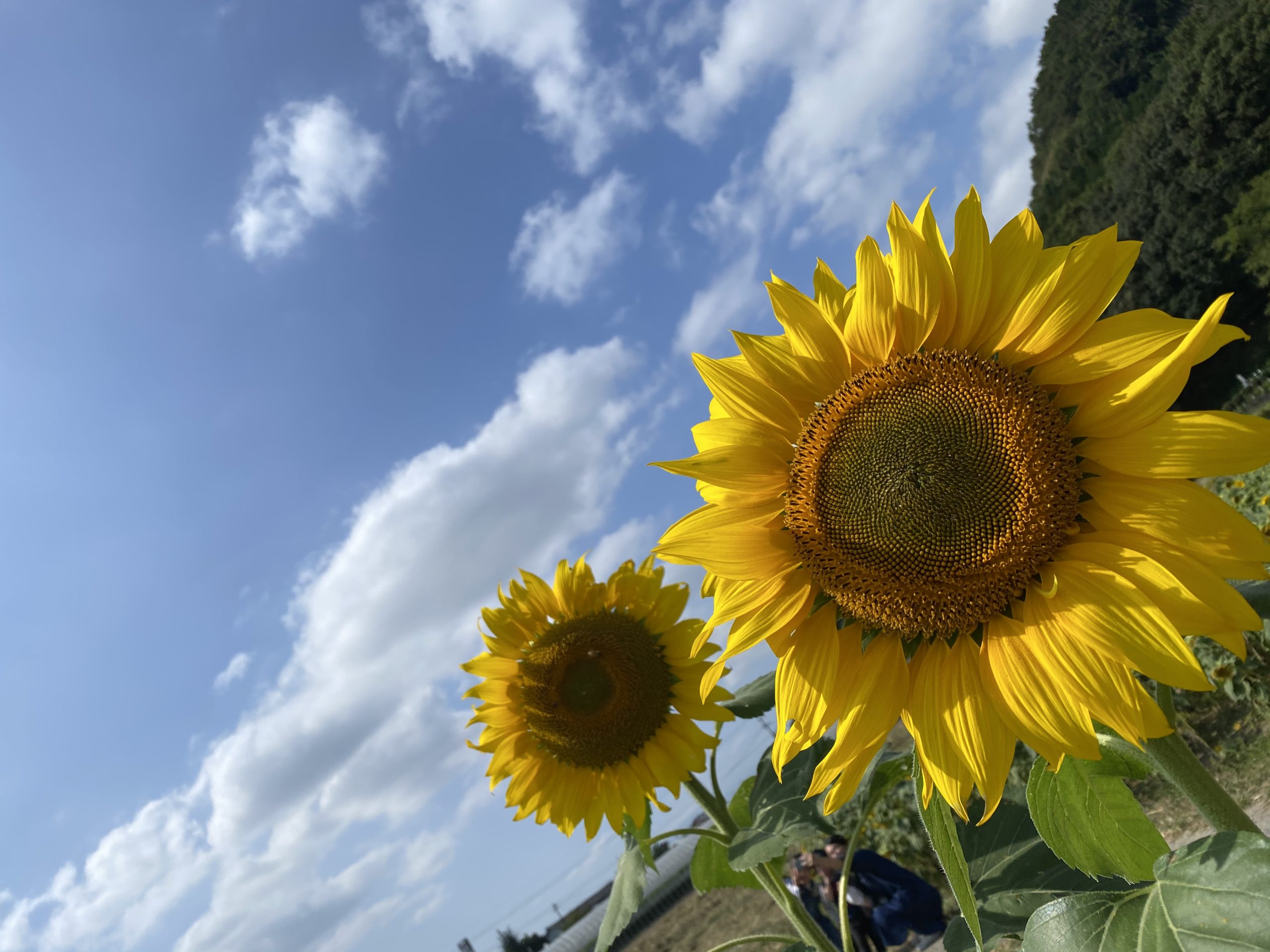 ひまわり | ダスキン福岡南トータルグリーン