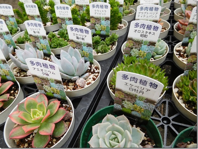 多肉植物BIG即売会、明日から ＼(＾▽＾)／ | ザ・ガーデンの園芸