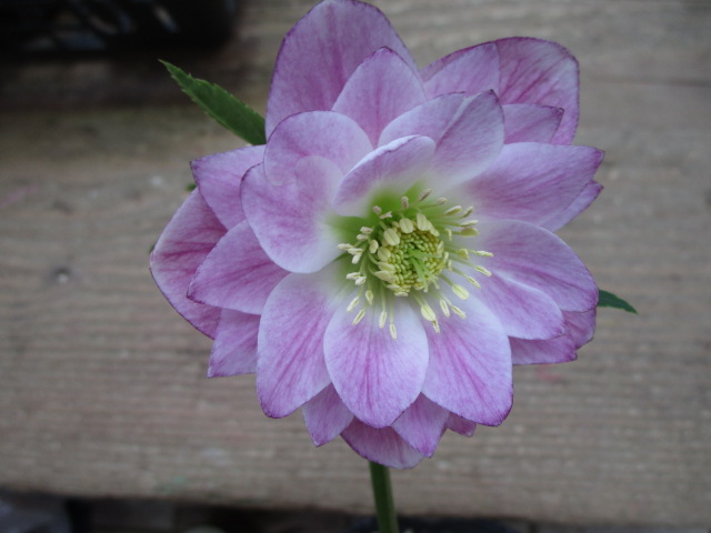 港北NT店】クリスマスローズなど、歳末も花続々入荷中です！ | ザ