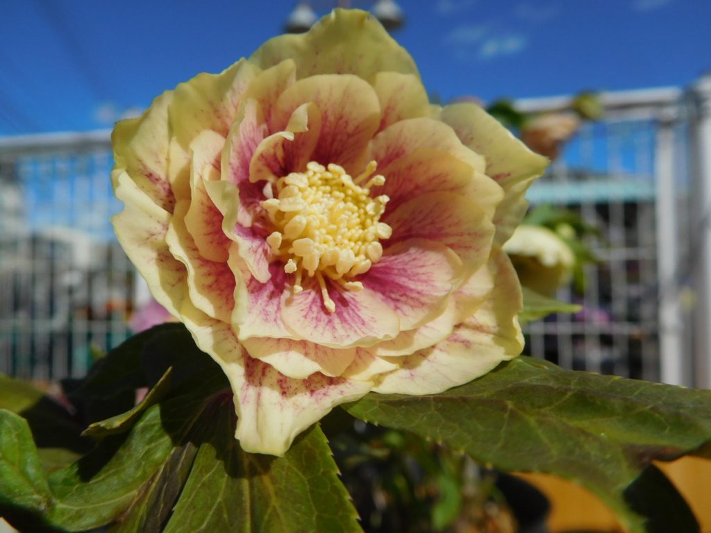 本店ヘレボNEWS』加藤農園入荷編 | ザ・ガーデンの園芸スタッフブログ