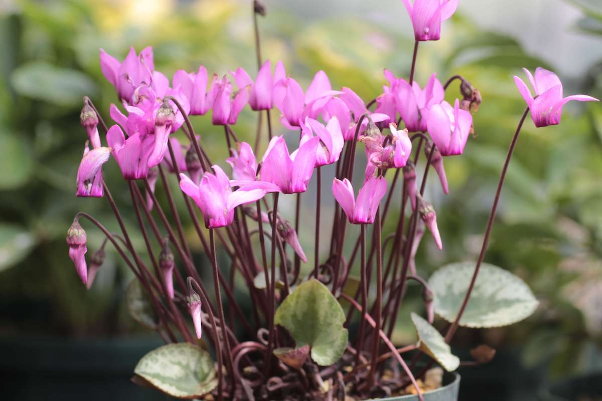 ひとつひとつの違いにこだわり新世代のクリスマスローズを育てる「大木