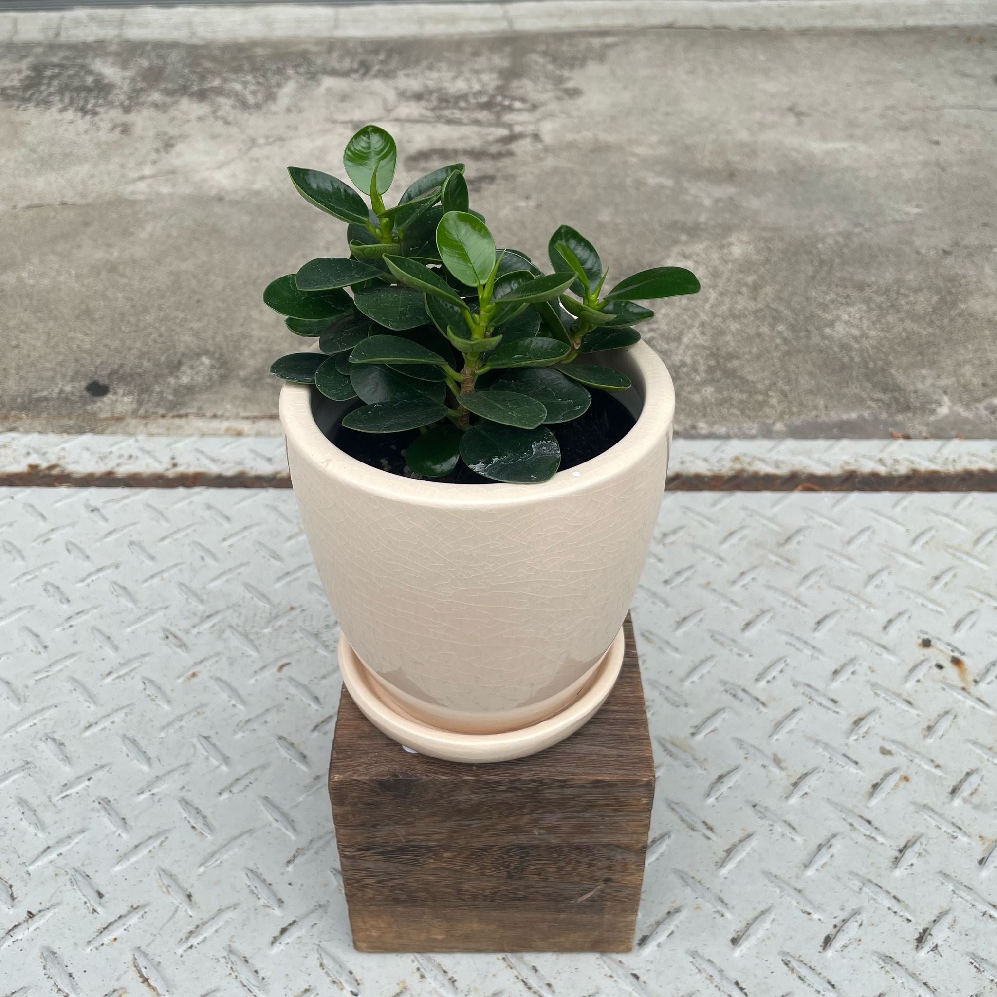 パンダガジュマル I インドアプランツ I プラントソサエティトーキョー