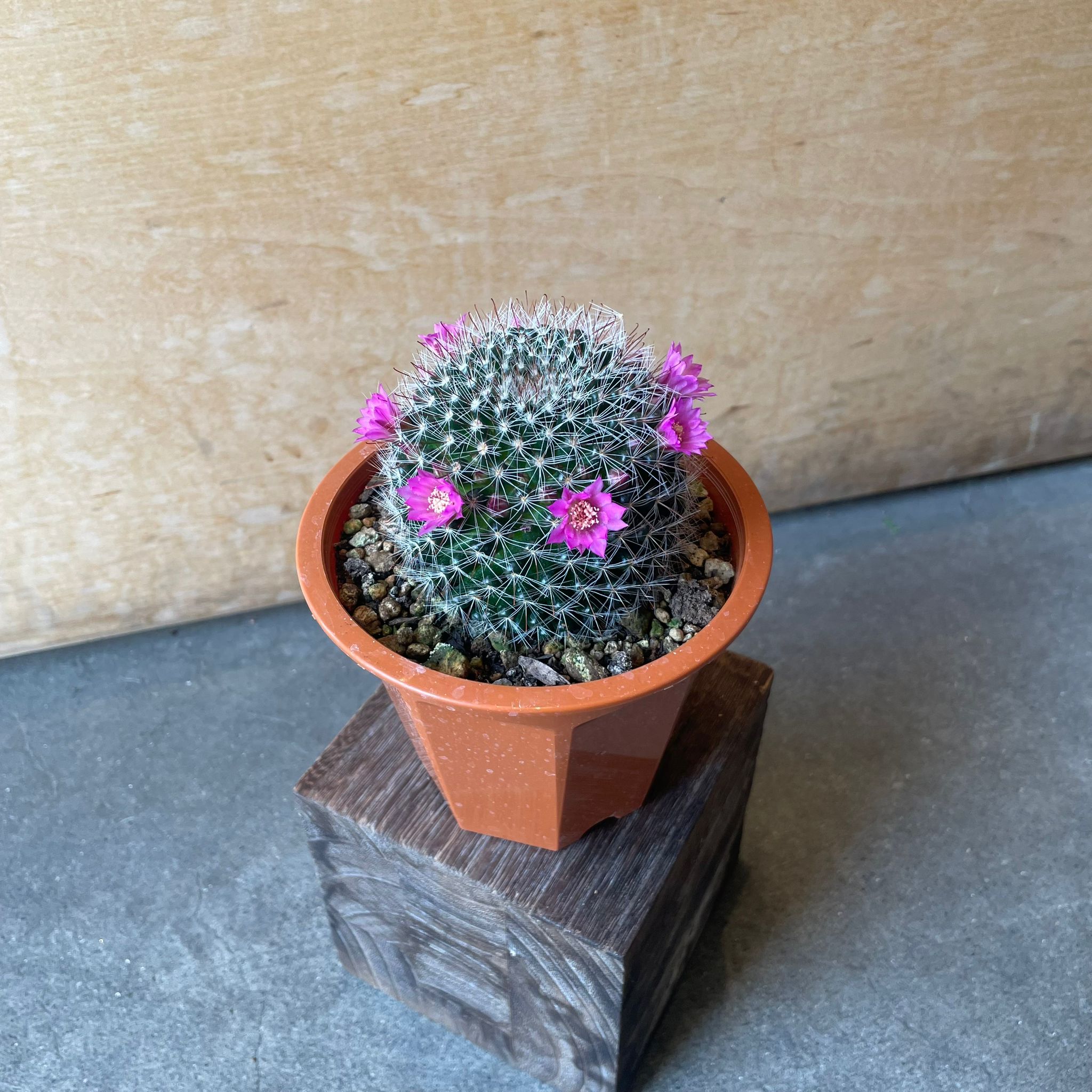 花サボテン I インドアプランツ I プラントソサエティトーキョー