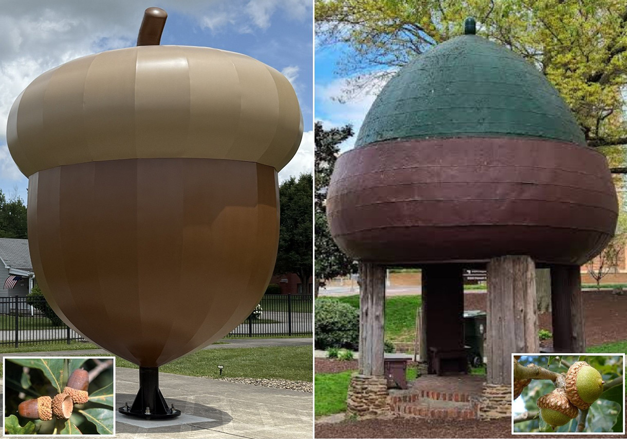 Battle of 'The World's Largest Acorns' - The Telegram News