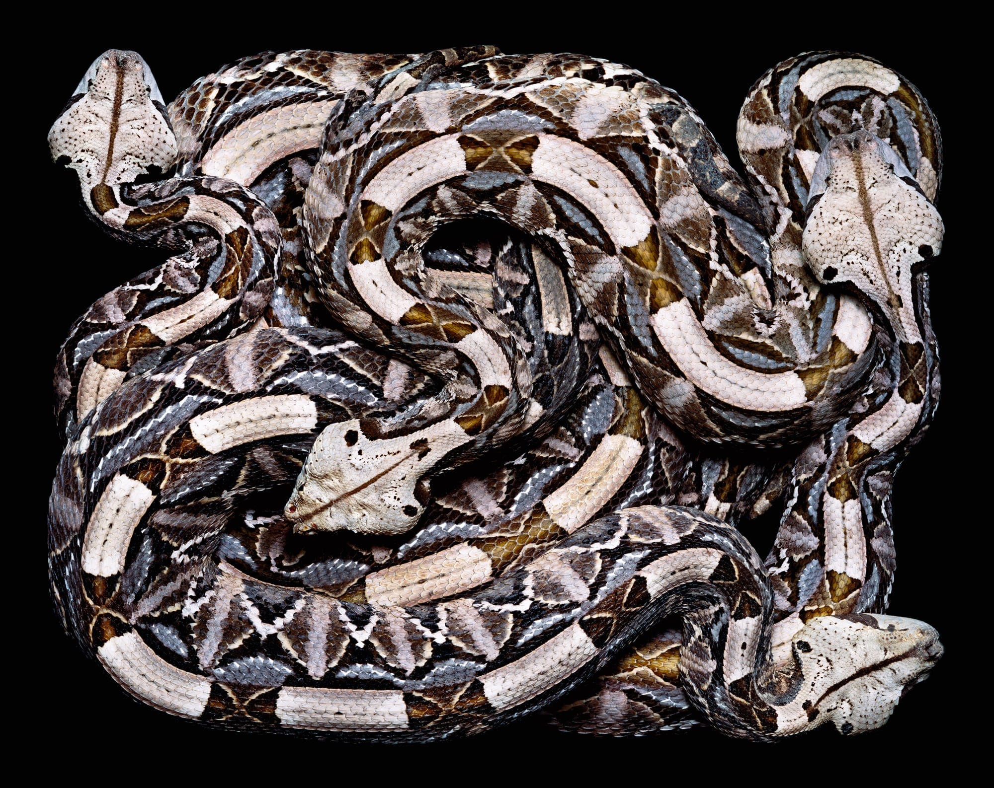 Rectangular Black Boxes Enclose Coiling Serpents in Guido