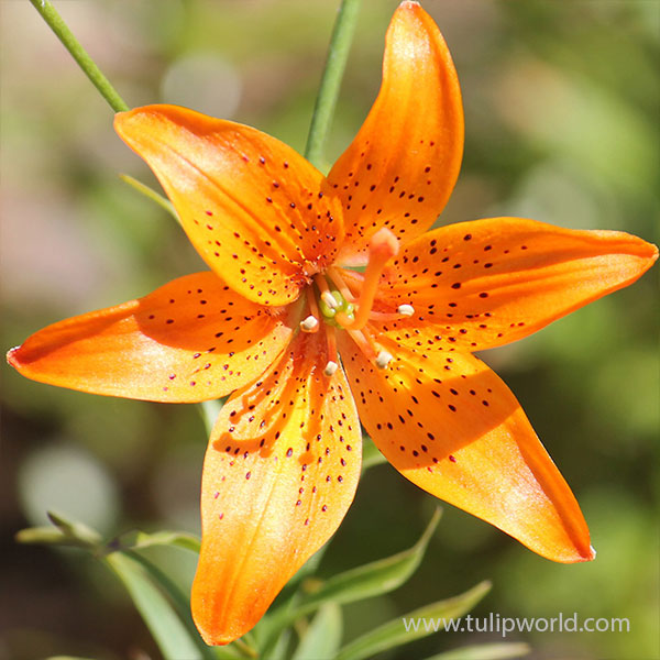 Foxley Hybrid Lily | Tulip World | 27312