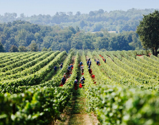 トスカニー イタリアワイン専門店 / フランチャコルタ ヴィンテージ