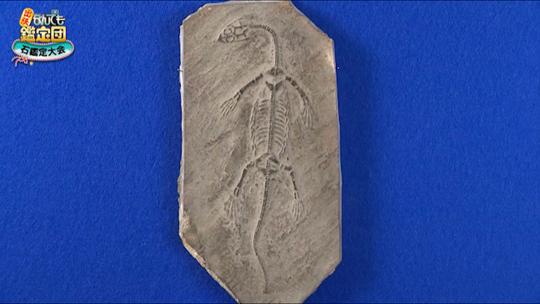 ケイチョウサウルスの化石｜開運！なんでも鑑定団｜テレビ東京