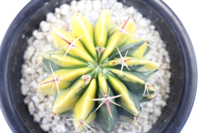 綾波錦 実生 A1713☆ホマロケファラ サボテン☆「送料無料」浦部陽向園