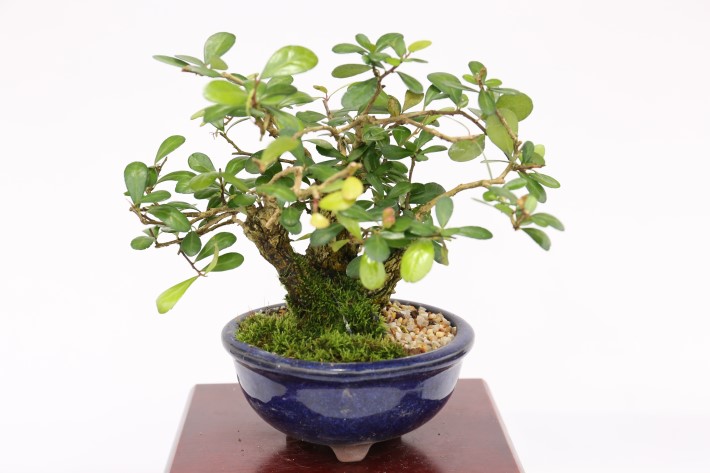 マッコウ A3444☆ハリツルマサキ 花物実物 小品盆栽☆「送料無料」浦部