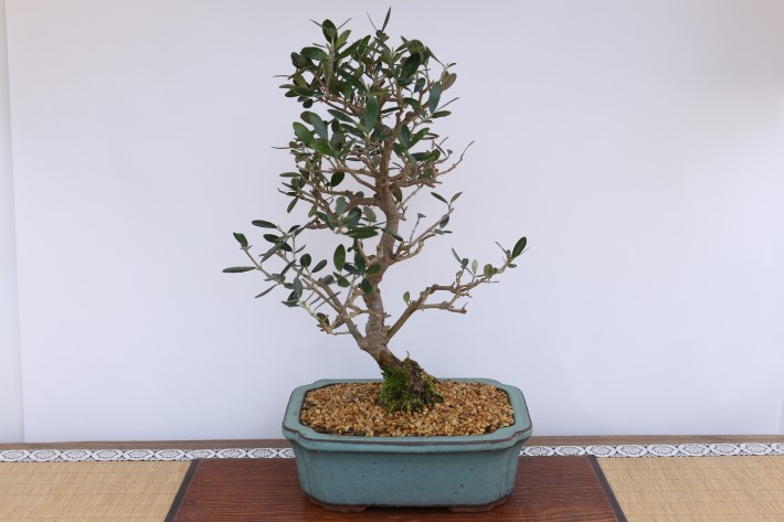 姫オリーブ A3448☆オリーブ 花物実物 貴風盆栽☆「送料無料」浦部陽向園