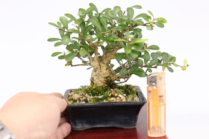 針蔓正木 沖縄盆栽 マッコウ 値下げ 針蔓正木 沖縄盆栽 マッコウ 値下げ