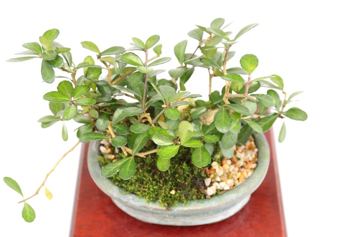 マッコウ A3443☆ハリツルマサキ 花物実物 小品盆栽☆「送料無料」浦部