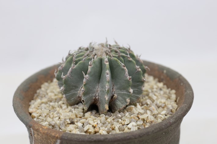 メキシカーナ 実生 A3502☆ゲオヒントニア サボテン☆「送料無料」浦部