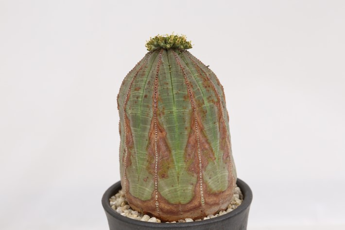 オベサ（雄株）輸入球 oldtype A3626☆ユーフォルビア 多肉植物