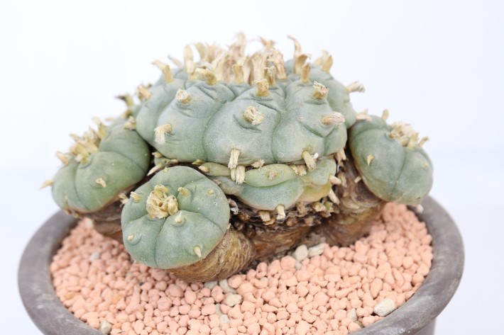 テキサーナ 古株群生type 実生 A3681☆ロフォフォラ 鳥羽玉 サボテン