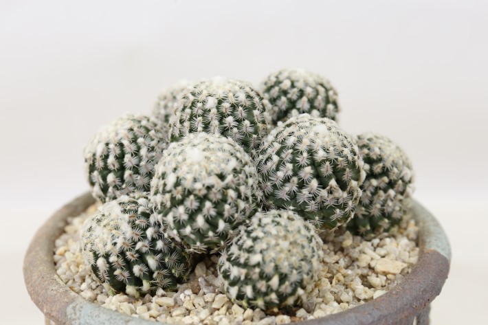 多毛精巧殿 群生type 実生 A3708☆ツルビニカルプス サボテン☆「送料