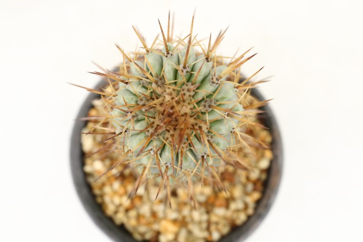 コルムナアルバ 実生 A3709☆コピアポア 弧竜丸 サボテン☆「送料無料