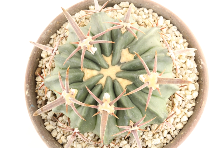 太平丸 実生 A3002☆エキノカクタス サボテン☆「送料無料」浦部陽向園