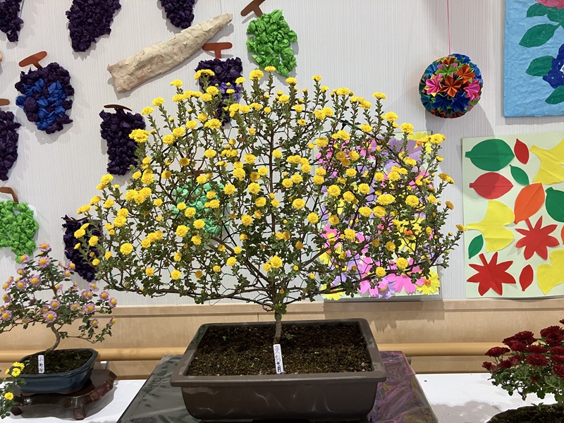 特養】盆栽菊展｜ 上の原学園