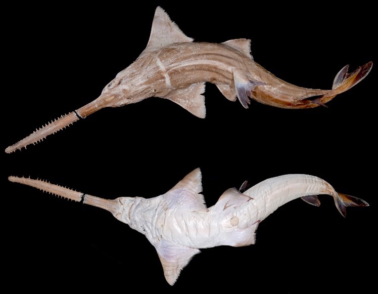 ノコギリエイは国内において絶滅していたことを解明 | 琉球大学