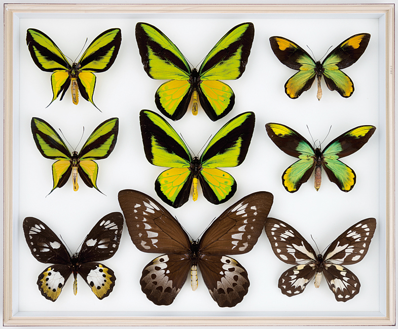 A19 五十嵐邁博士蝶類コレクション