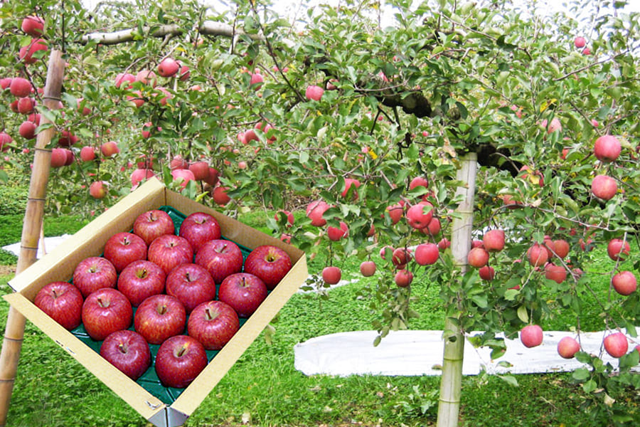 堀農園の朝日町サンふじりんご約5kg(16-18玉)