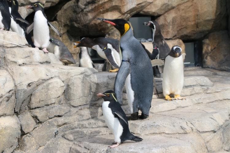 冬季限定】ペンギンパレード｜仙台うみの杜水族館