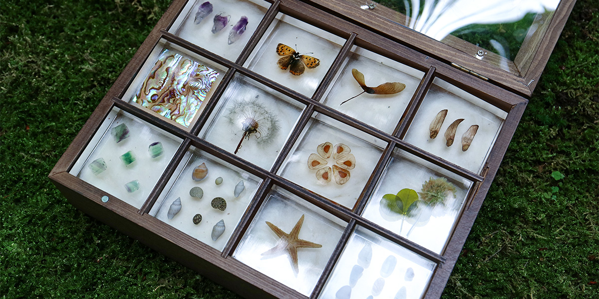 標本箱」「標本プレート」販売開始のお知らせ – 株式会社ウサギノネドコ