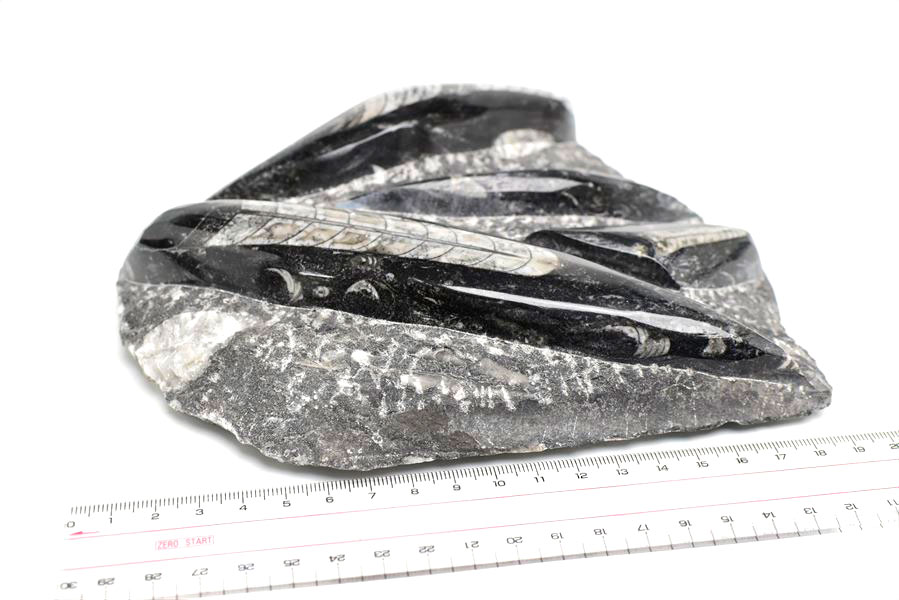 オルソセラス（直角貝/Orthoceras）化石プレート｜モロッコ産