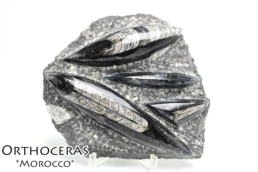 オルソセラス（直角貝/Orthoceras）化石プレート｜モロッコ産