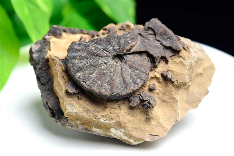 モロッコ産アンモナイト 化石｜瑪瑙化（メノウ化）｜非研磨｜ammonite