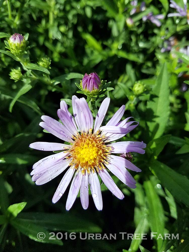 Aster chilensis 'Purple Haze' | Urban Tree Farm Nursery