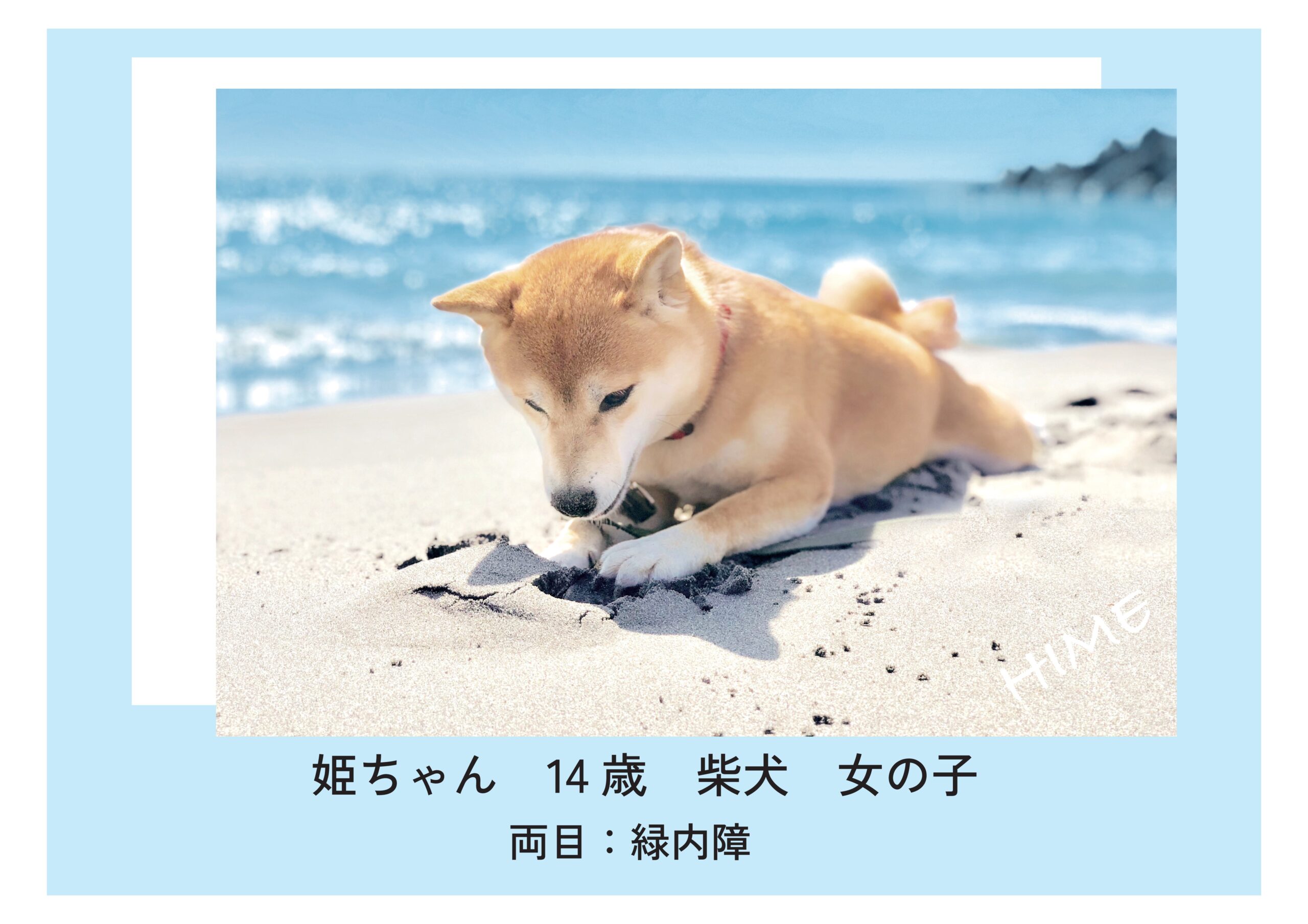 どうぶつ眼科専門クリニック｜獣医眼科専門医による眼科診療｜大阪府豊中市