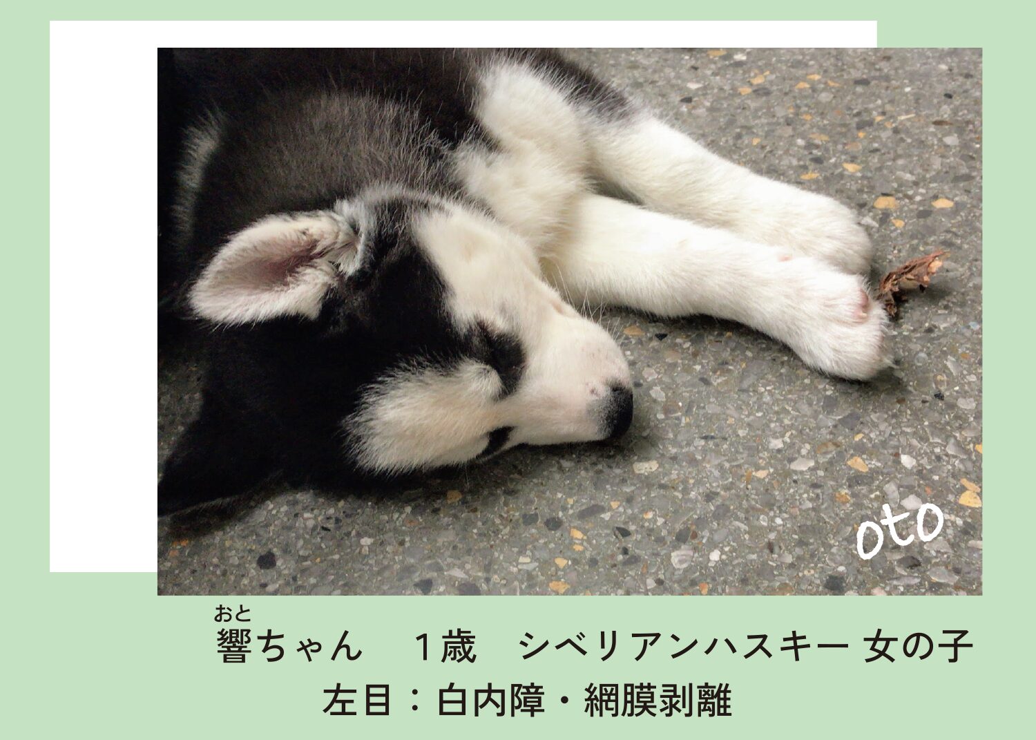 どうぶつ眼科専門クリニック｜獣医眼科専門医による眼科診療｜大阪府豊中市