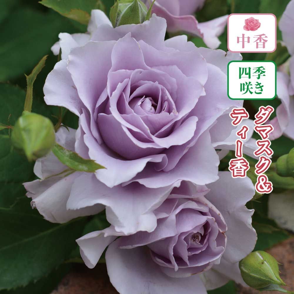 店頭受取 予約商品】バラ苗 爽 | ホームセンタービバホーム公式通販