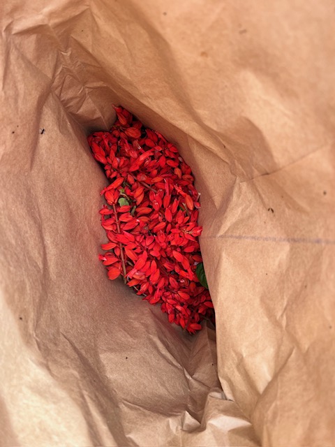 美しいサルビアの花 | 大潟村公式ブログ おおがた散歩